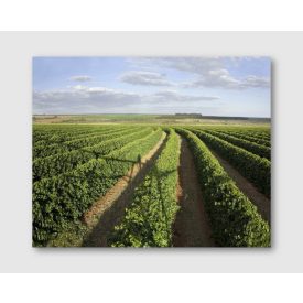 Brasil Cerrado Mineiro - zöld kávé