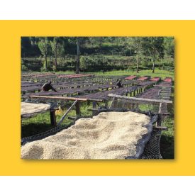 Burundi Masha - zöld kávé