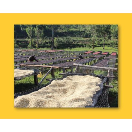 Burundi Masha - zöld kávé