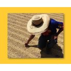 Colombia Finca El Libano
