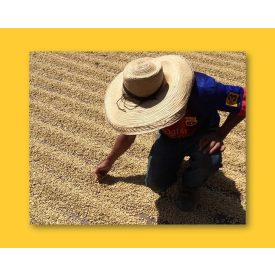 Colombia Finca El Libano