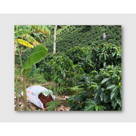 Colombia Huila - zöld kávé