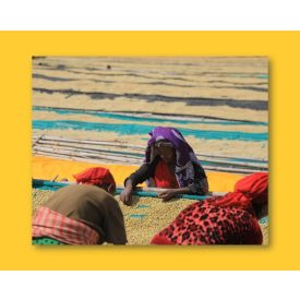 Ethiopia Chelbesa - zöld kávé