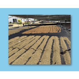 Nicaragua Tierra Linda - zöld kávé